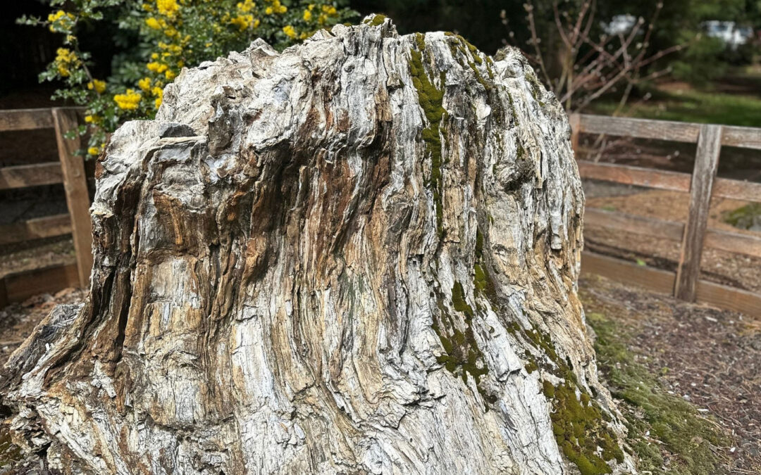 Campus Highlight: The Petrified Stump