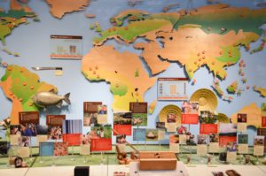 Discovery Museum display of world maps