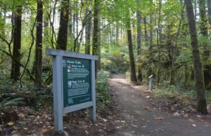 Forest trailhead at Magness Memorial Tree Farm
