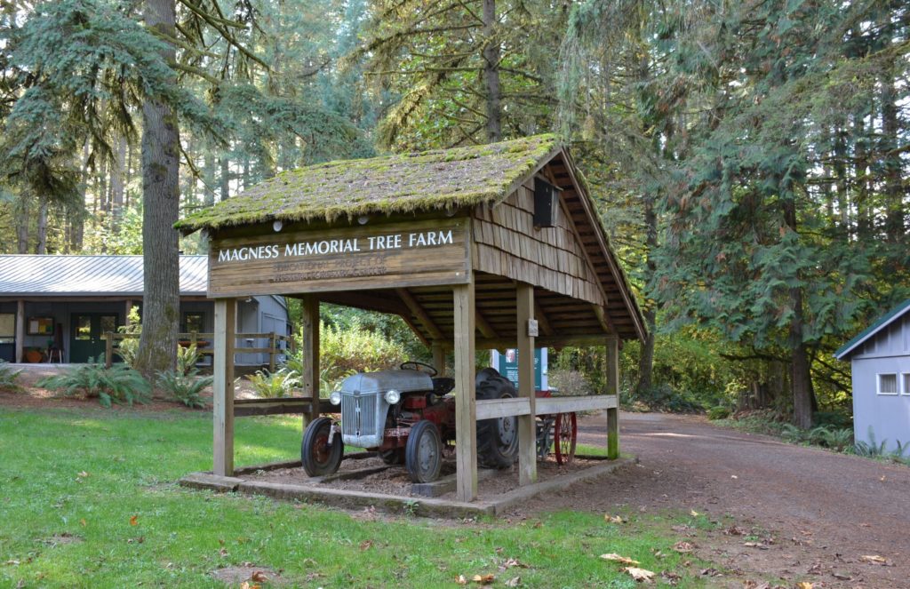 Vintage tractor under wooden shelter at Magness Memorial Tree Farm