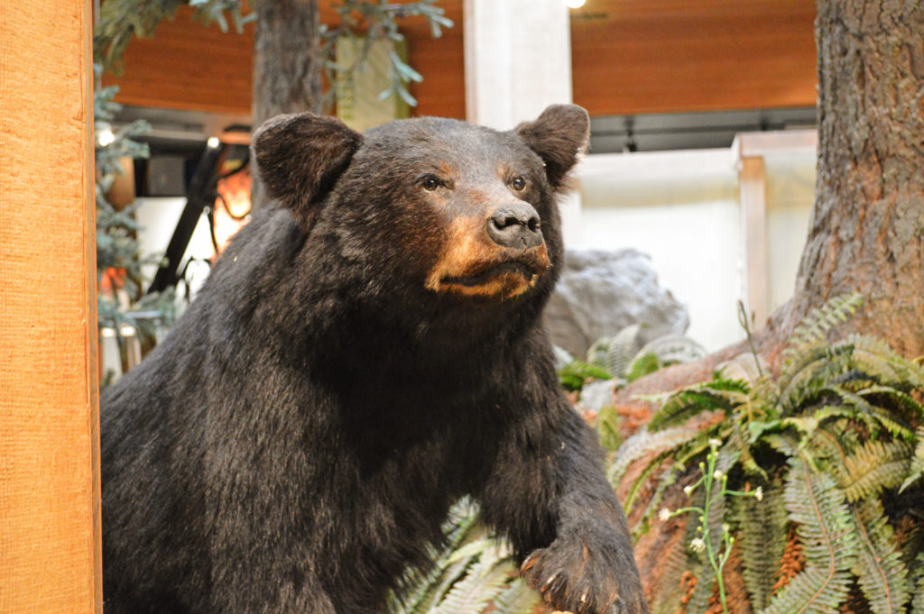 Black bear taxidermy