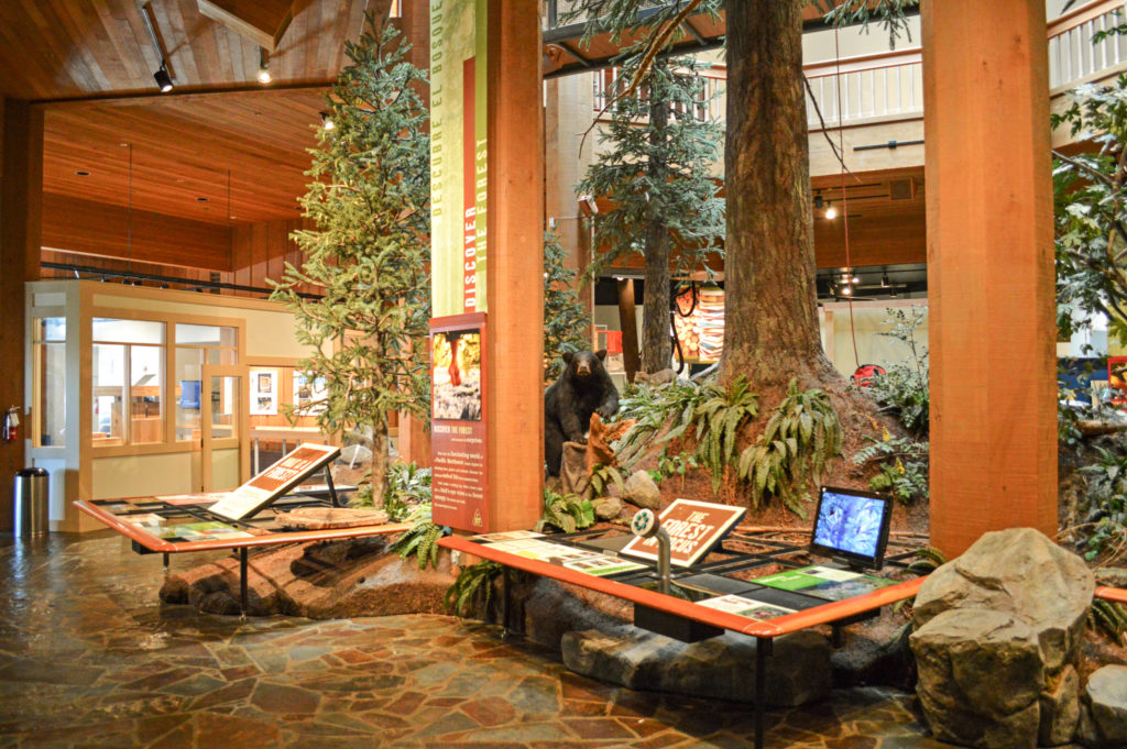 Forests of the Northwest museum exhibit with trees and black bear