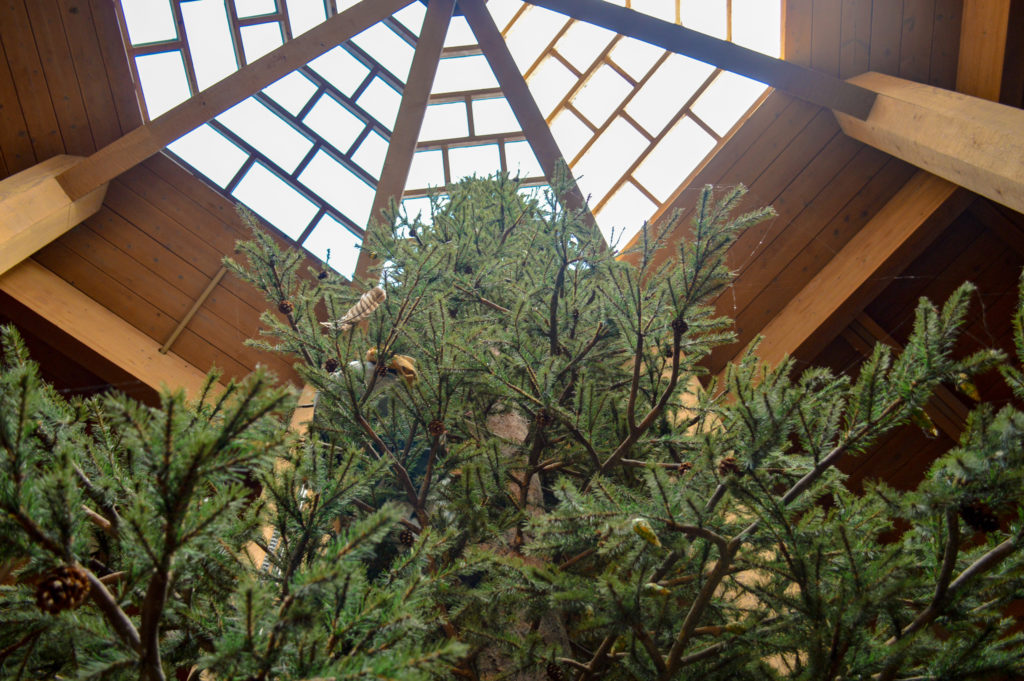 Looking upward at a tree below an atrium window