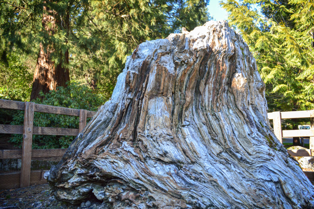 10,000 pound petrified stump outside of World Forestry Center.
