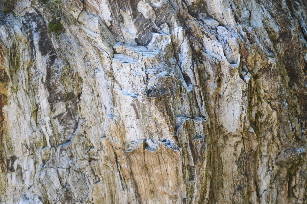 Close-up of petrified stump outside of World Forestry Center.