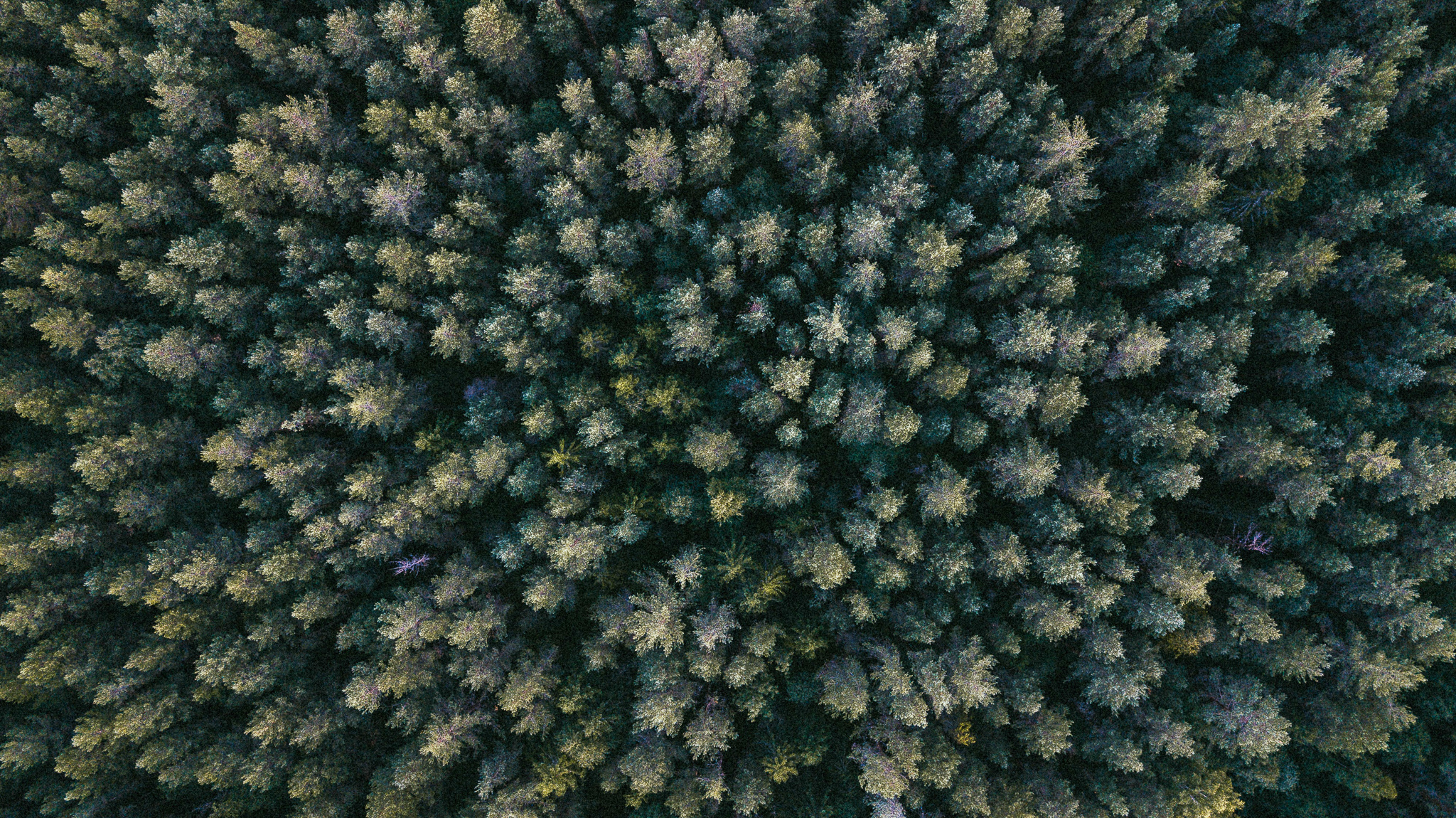 Aerial shot of forest and trees