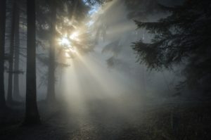 Sun beams streaming through a foggy forest