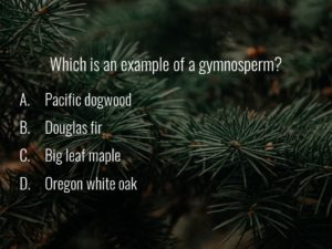 Close up shot of pine needles with a multiple choice quiz question