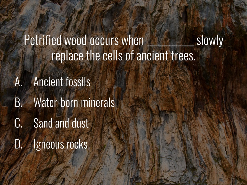World Forestry Center_Forest Quiz_Slide7