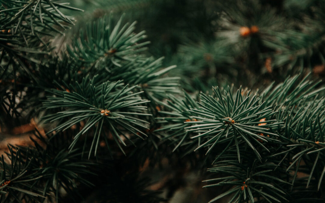 At Home Forestry Education Resources