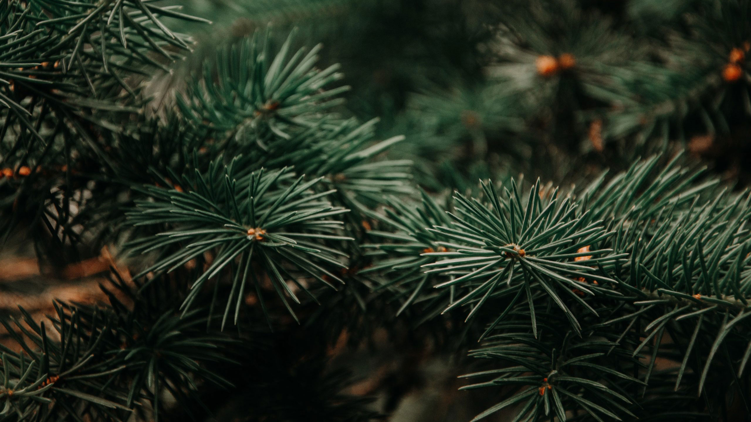 evergreen_spring_2026