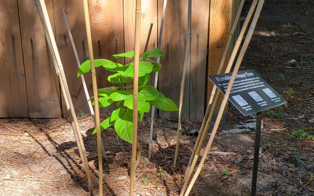Honoring Peace and Resilience: The Green Legacy Hiroshima Peace Tree