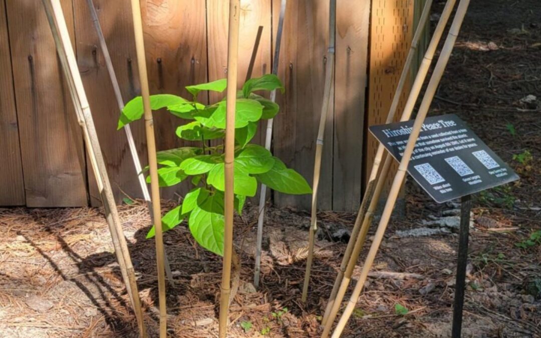 Honoring Peace and Resilience: The Green Legacy Hiroshima Peace Tree
