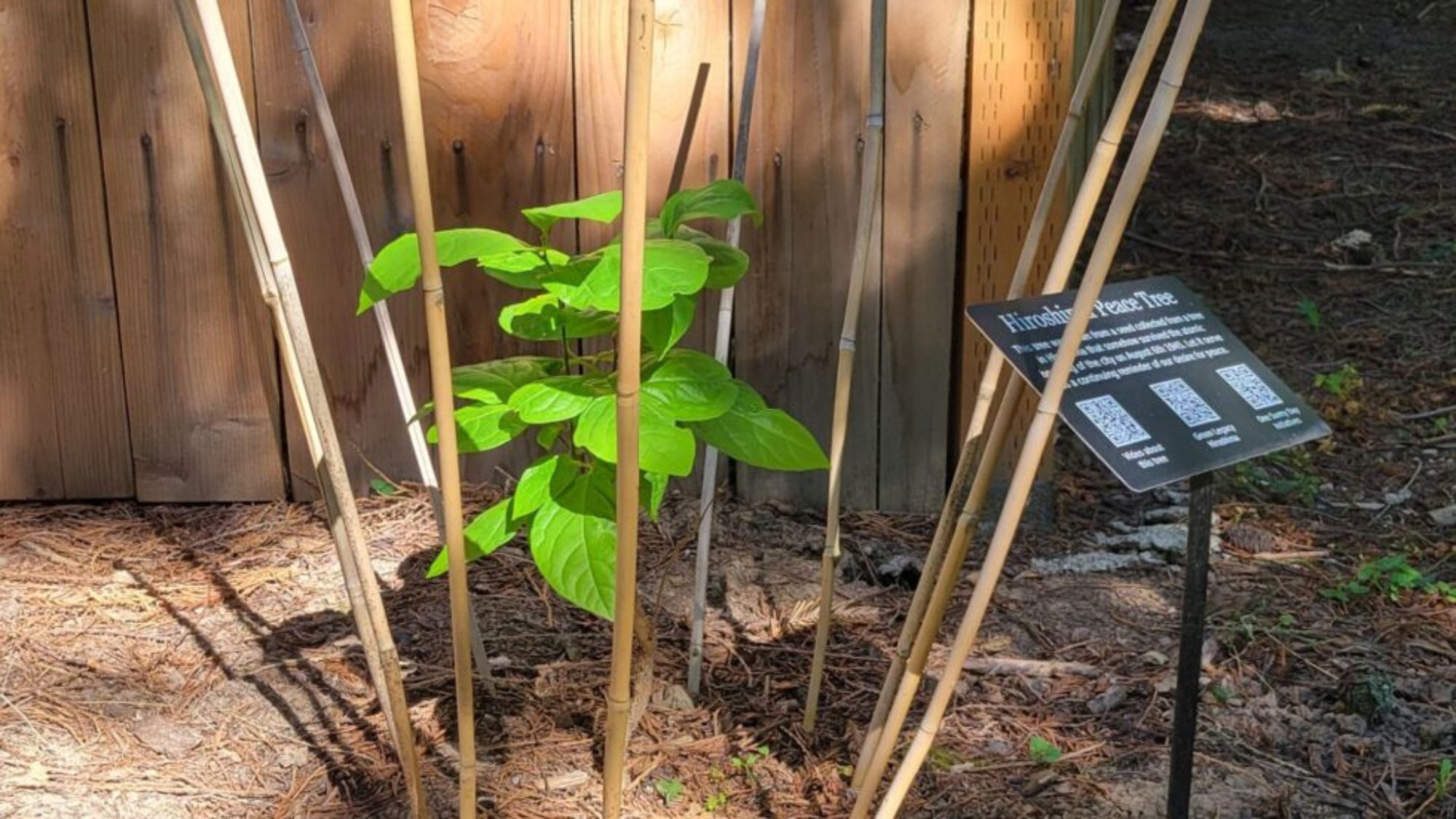 Honoring Peace and Resilience: The Green Legacy Hiroshima Peace Tree