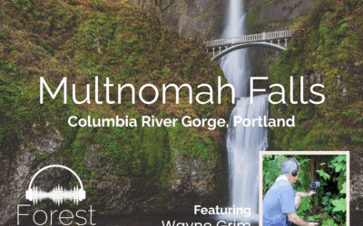 Forest Sound Walk: Multnomah Falls with Wayne Grim
