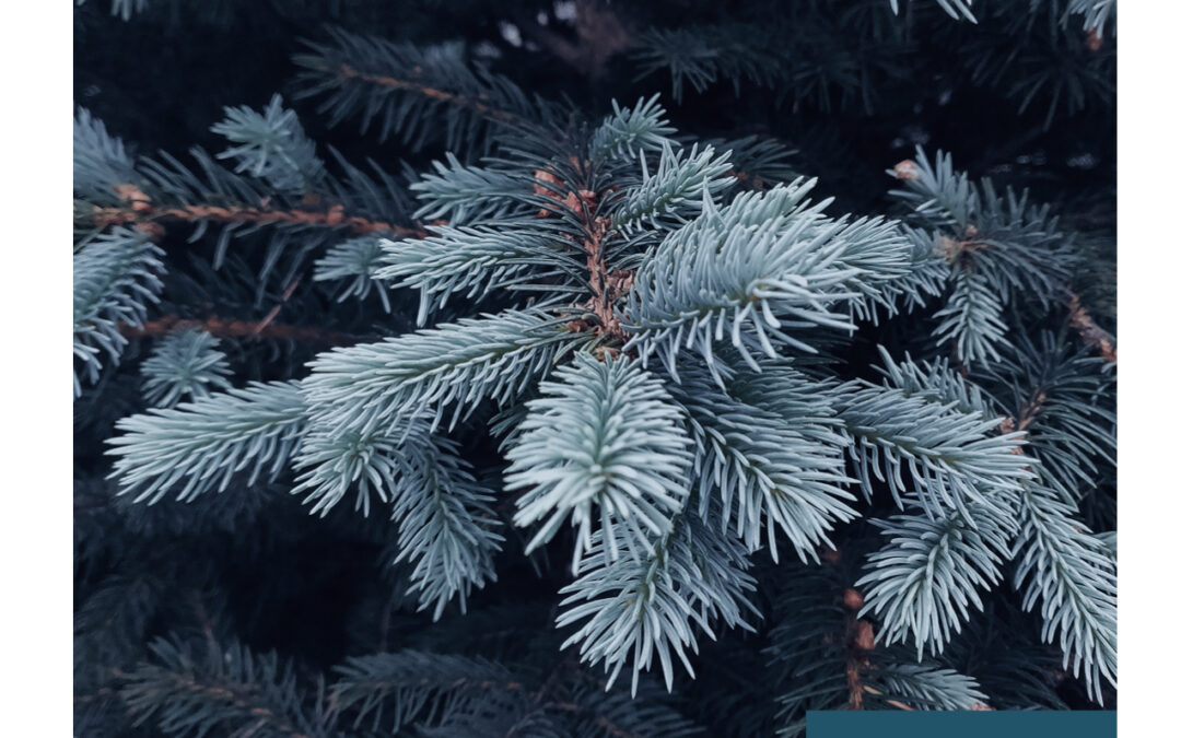 Evergreen Winter ’25