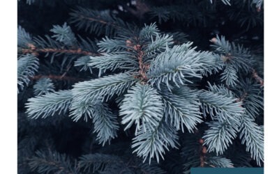 Evergreen Winter ’25