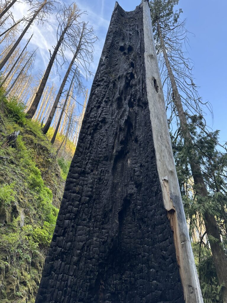 looking_up_at_burned_tree