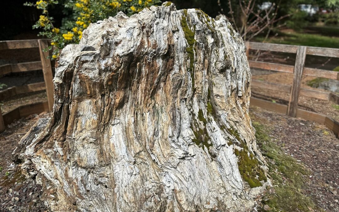 Campus Highlight: The Petrified Stump