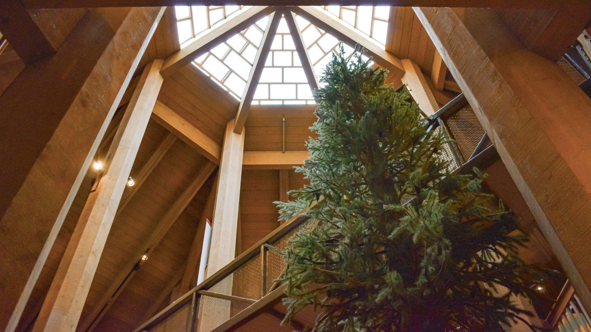 tree_with_skylight_in_museum