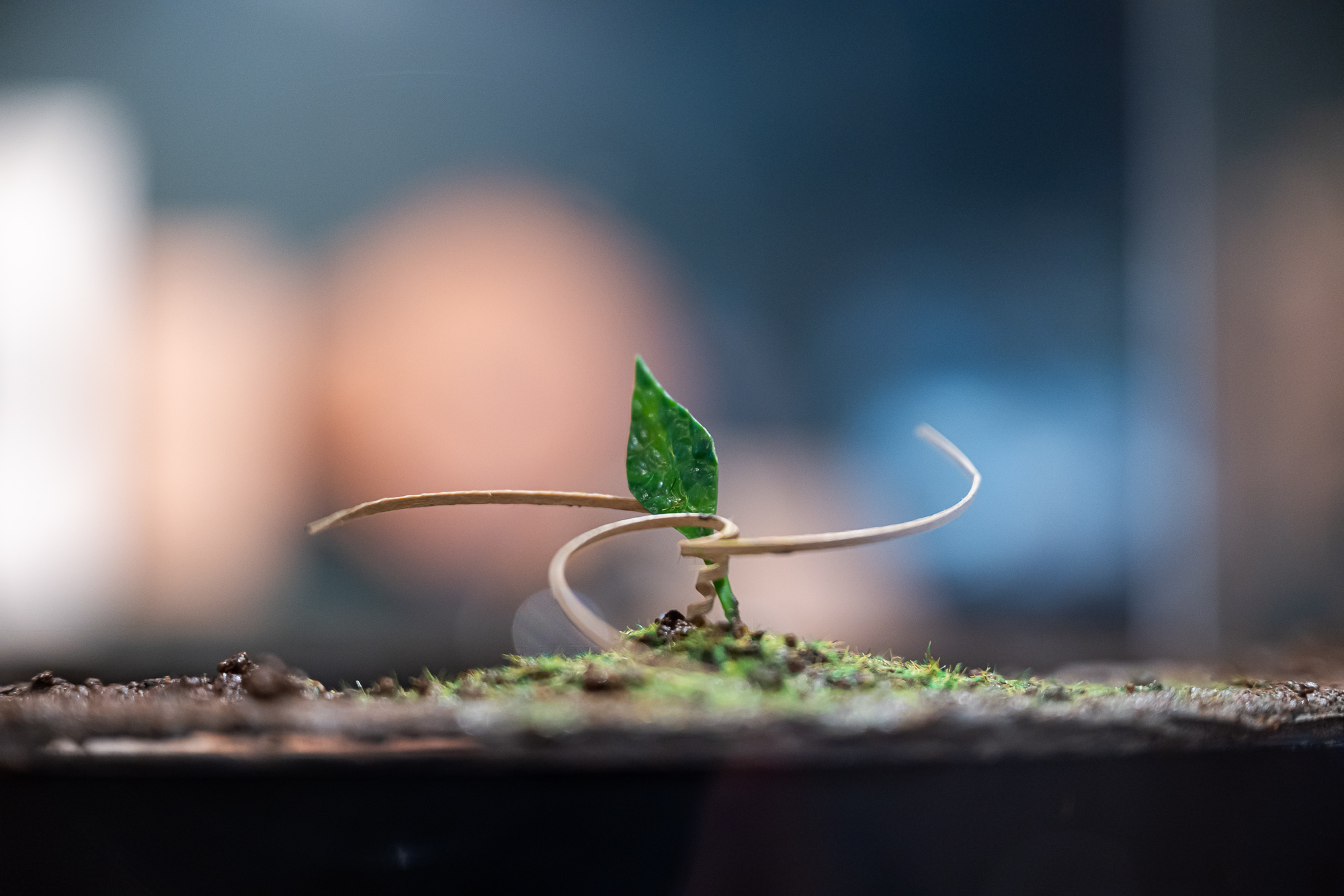 leaf_in_eseed_in_display_fhti