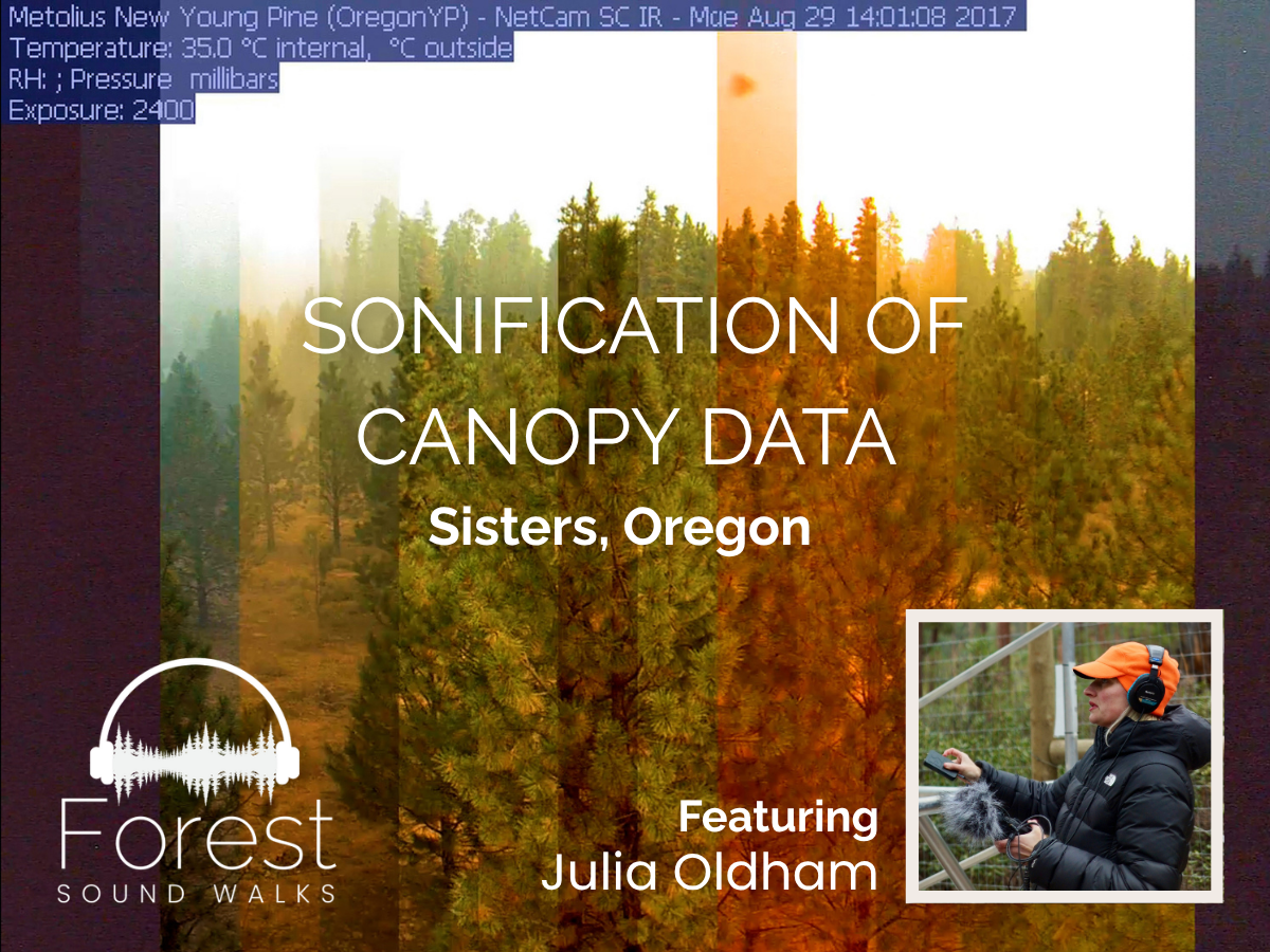 Sonification of Canopy Data in Sister's Oregon